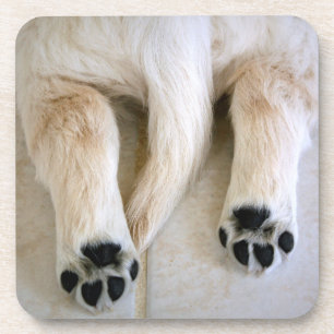 Posavasos Toques de cachorro de Golden Retriever