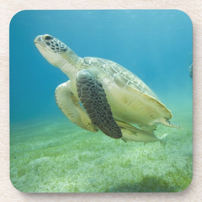 Posavasos Tortuga (Frente)