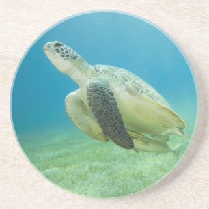 Posavasos Tortuga