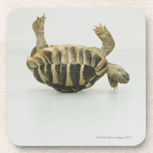 Posavasos Tortuga al revés, equilibrando en cáscara