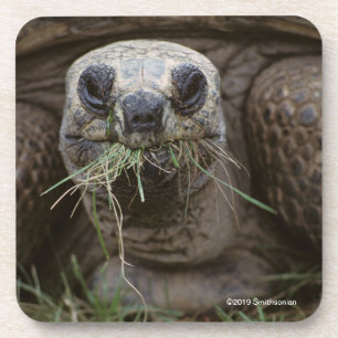 Posavasos Tortuga de Aldabra que pasta