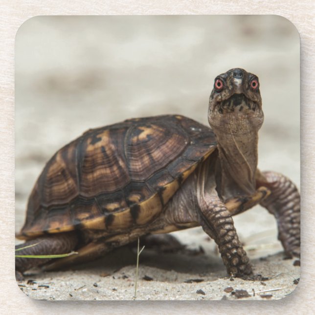 Posavasos Tortuga de caja común (Frente)