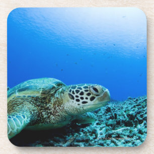 Posavasos Tortuga de mar que descansa bajo el agua