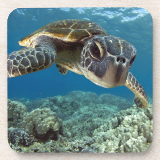 Posavasos Tortuga de mar verde hawaiana