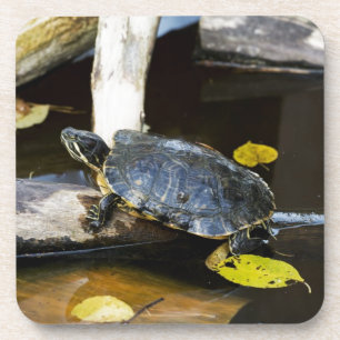 Posavasos Tortuga del resbalador de la charca en el salvaje