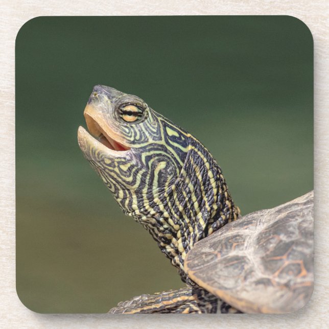 Posavasos Tortuga en el río LaChute (Frente)