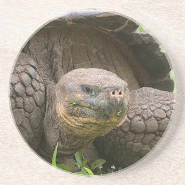 Posavasos Tortuga gigante (Frente)