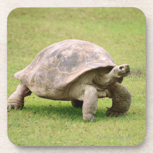 Posavasos Tortuga gigante que camina en hierba