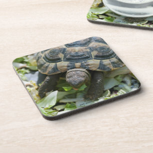 Posavasos Tortuga linda