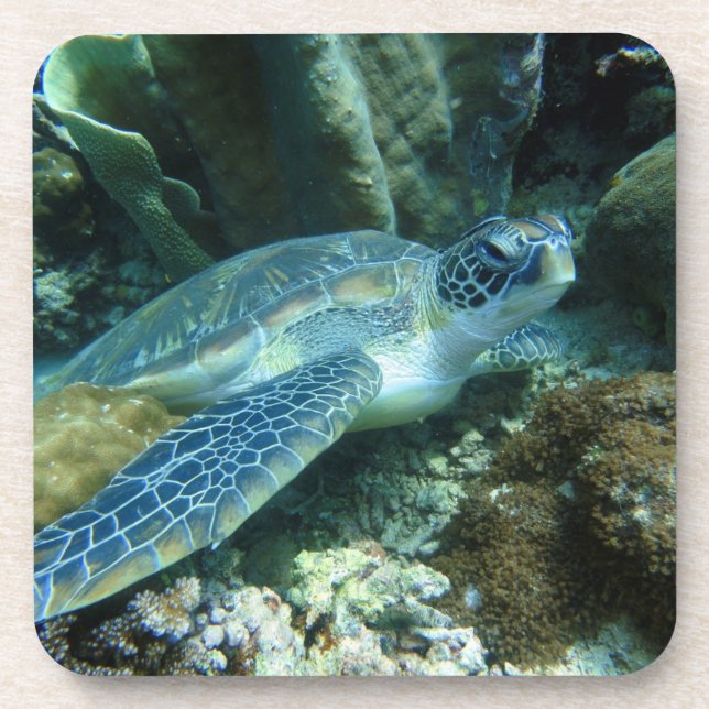 Posavasos Tortuga marina en foto (Frente)