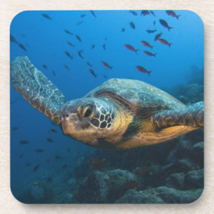 Posavasos Tortuga negra (verde) (Chelonia agassizi)