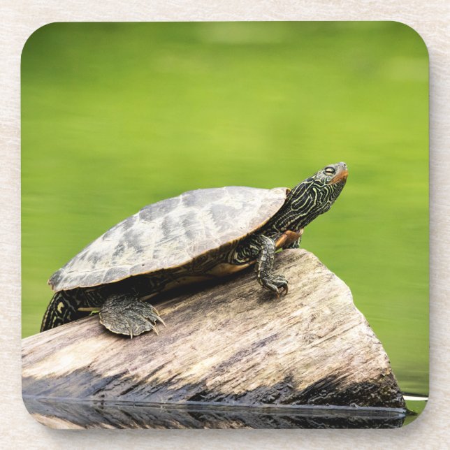 Posavasos Tortuga pintada en un tronco (Frente)