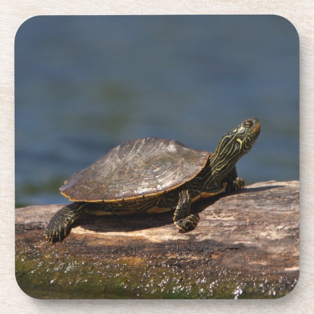 Posavasos Tortuga pintada en un tronco (Frente)