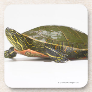 Posavasos Tortuga pintada occidental (bellii del picta del