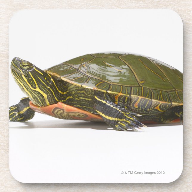 Posavasos Tortuga pintada occidental (bellii del picta del (Frente)