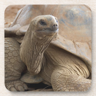 Posavasos Tortuga terrestre de Seychelle Aldabra