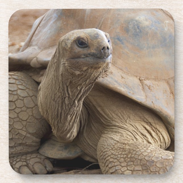 Posavasos Tortuga terrestre de Seychelle Aldabra (Frente)