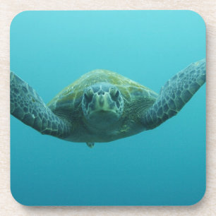 Posavasos Tortuga Verde (Chelonia mydas agassisi), Central