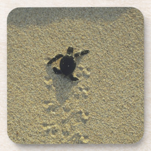 Posavasos Tortuga Verde, (Chelonia mydas), cría