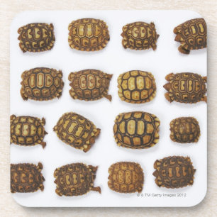 Posavasos Tortugas del bebé dispuestas en filas