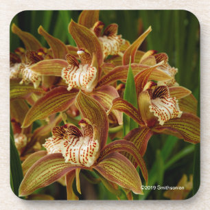 Posavasos Tracyanum del Cymbidium