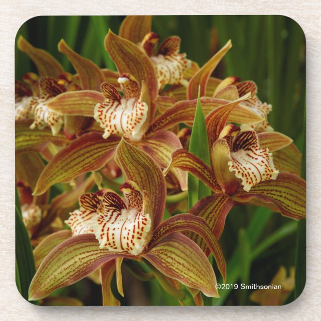 Posavasos Tracyanum del Cymbidium (Frente)