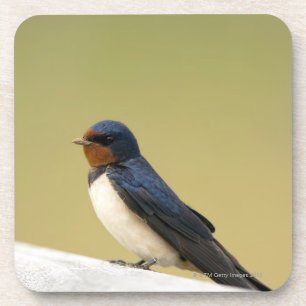 Posavasos Trago en una repisa de madera