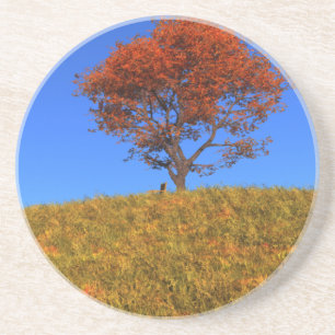 Posavasos Transplante transparente del día de otoño