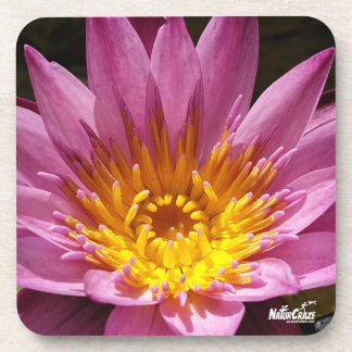 Posavasos Travesura de plástico duro de la flor de Lol Llant