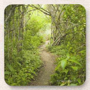 Posavasos Trayectoria a través del bosque