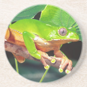 Posavasos Treefrog de mono bicolor gigante, Phyllomedusa