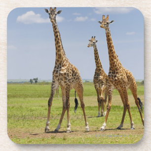 Posavasos tres jirafas del Masai, camelopardalis del Giraffa