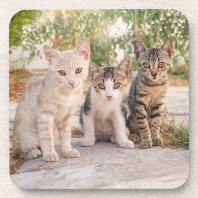 Posavasos Tres jovenes gatitos se sientan amigables juntos (Frente)