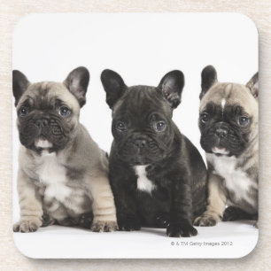 Posavasos Tres perritos pedigríes