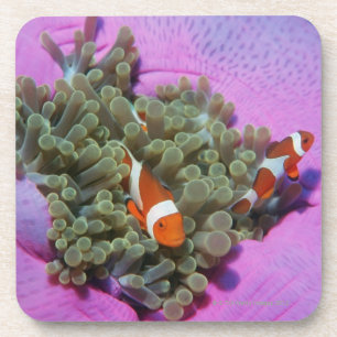 Posavasos Tres pescados del payaso en la anémona de mar, ma