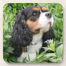 Posavasos Tri Color Cavalier King Charles Spaniel Dog