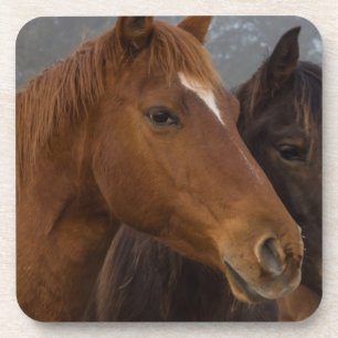 Posavasos Trillizos de caballos