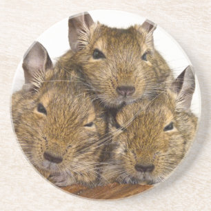Posavasos Trío de Degu que dormita