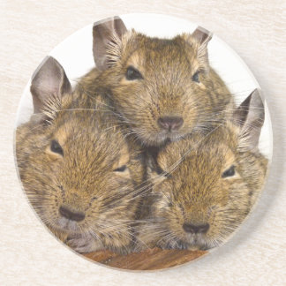 Posavasos Trío de Degu que dormita