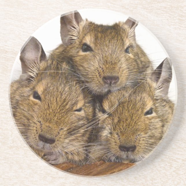 Posavasos Trío de Degu que dormita (Frente)