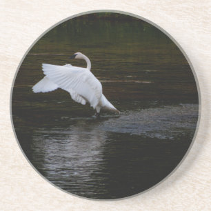 Posavasos Trumpeter Swan