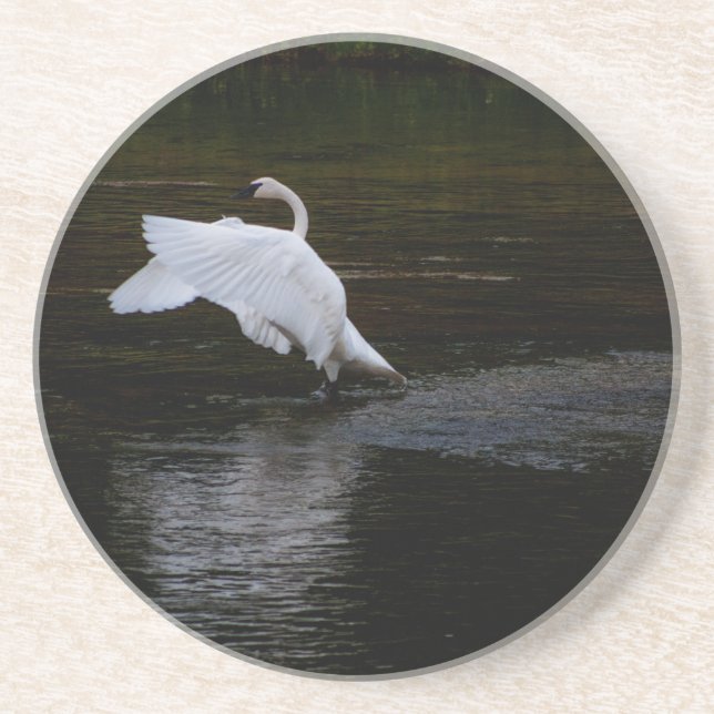 Posavasos Trumpeter Swan (Frente)