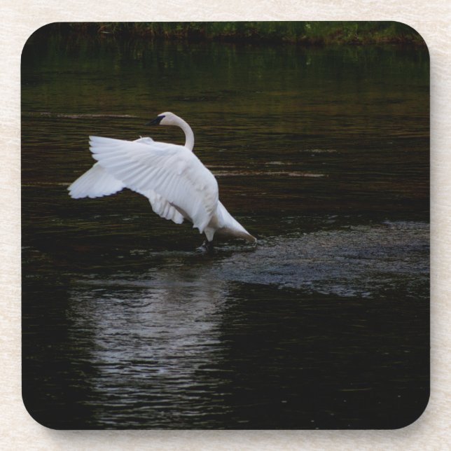 Posavasos Trumpeter Swan (Frente)