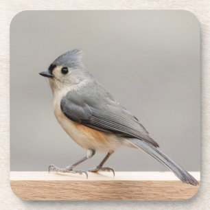 Posavasos Tufted Titmouse