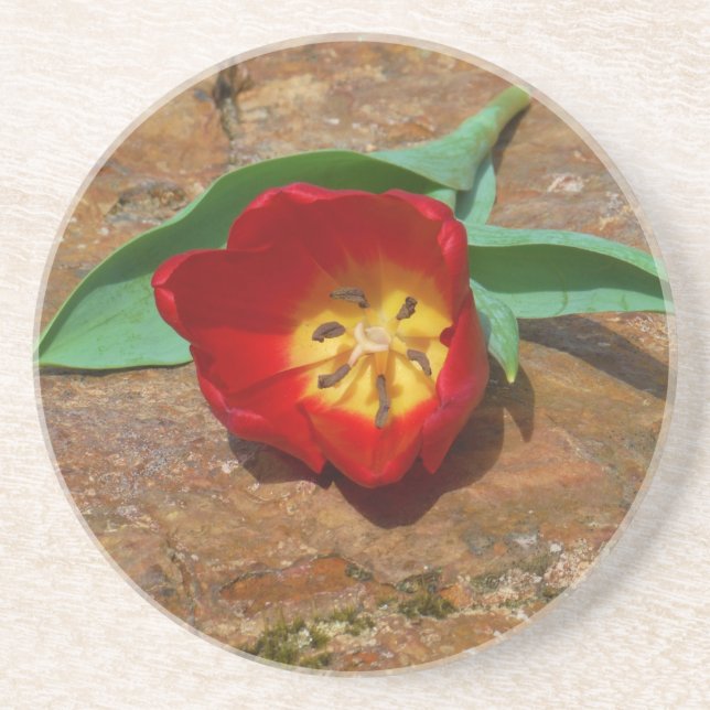 Posavasos Tulip rojo primavera (Frente)