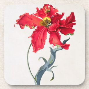 Posavasos Tulipán: Colorete de Perroquet