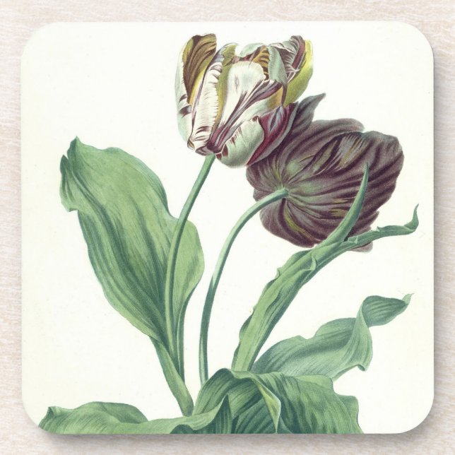 Posavasos Tulipán del jardín, de la "ópera Botanica", (Frente)
