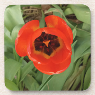 Posavasos Tulipán rojo Coster