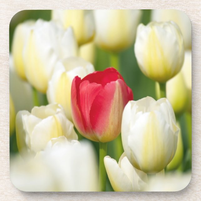 Posavasos Tulipán rojo en un campo de los tulipanes blancos (Frente)