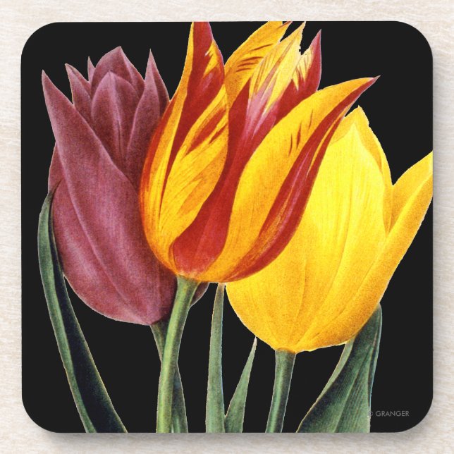 Posavasos Tulipán (Tulipa Gesneriana) (Frente)